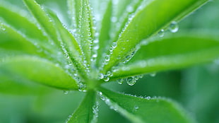 selective focus photography of dew drops in leaves HD wallpaper